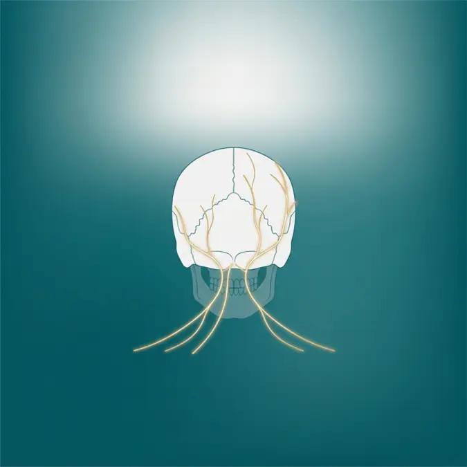 Ilustração esquemática dos nervos occipitais e trigeminais do couro cabeludo em fundo azul-petróleo e dourado