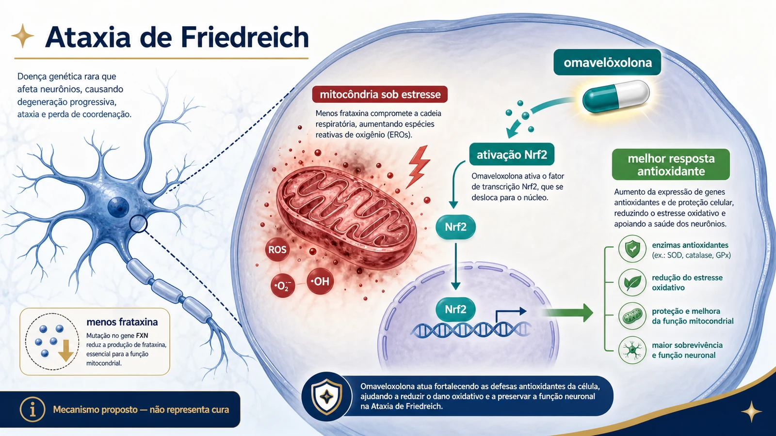 Ilustração didática da via Nrf2, mitocôndria e célula nervosa na ataxia de Friedreich