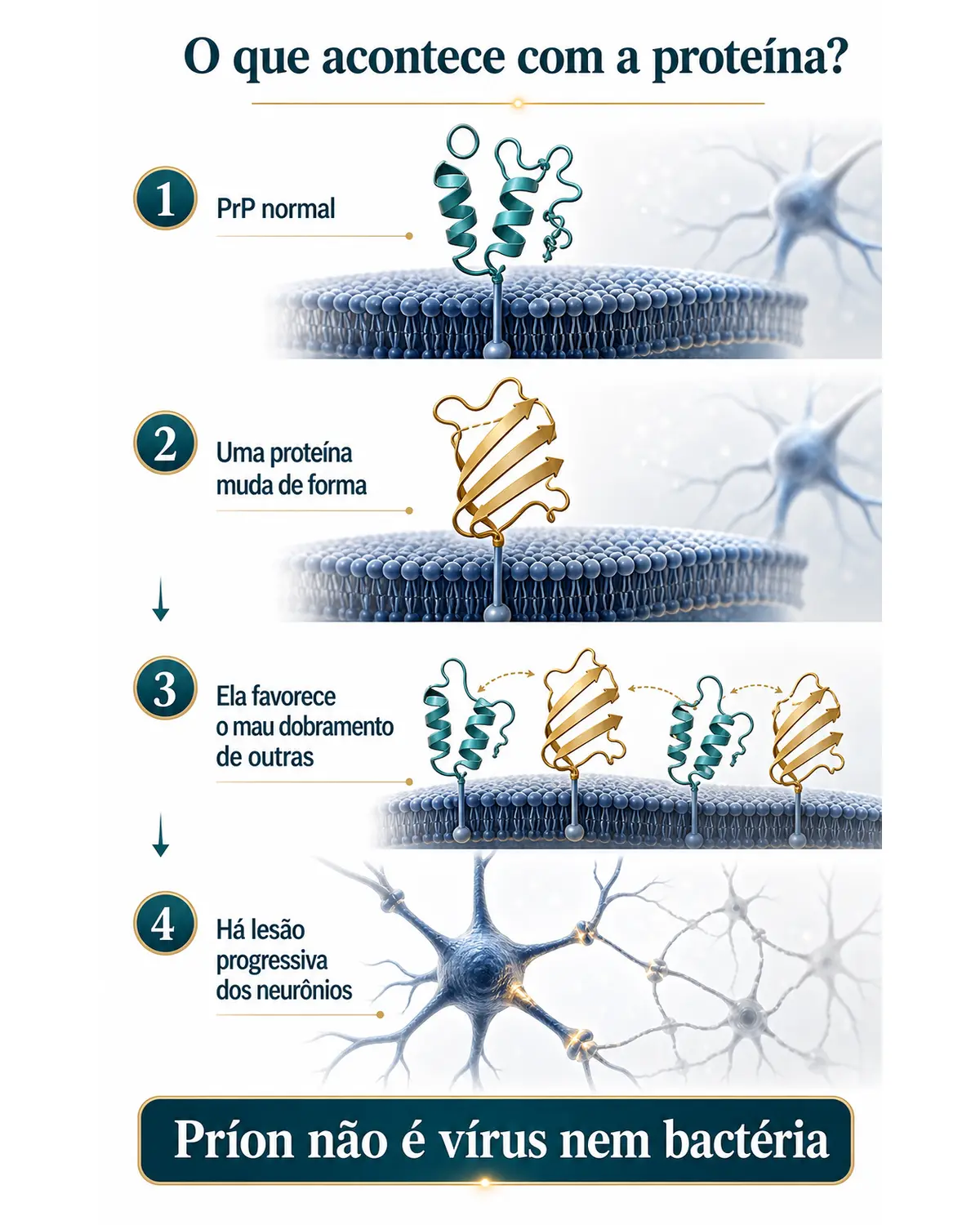 Infográfico explicando como uma proteína priônica mal dobrada pode favorecer o mau dobramento de outras proteínas